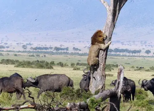 Exploring Nanyuki on a Budget: 6 Unforgettable & Cheap Things to Do